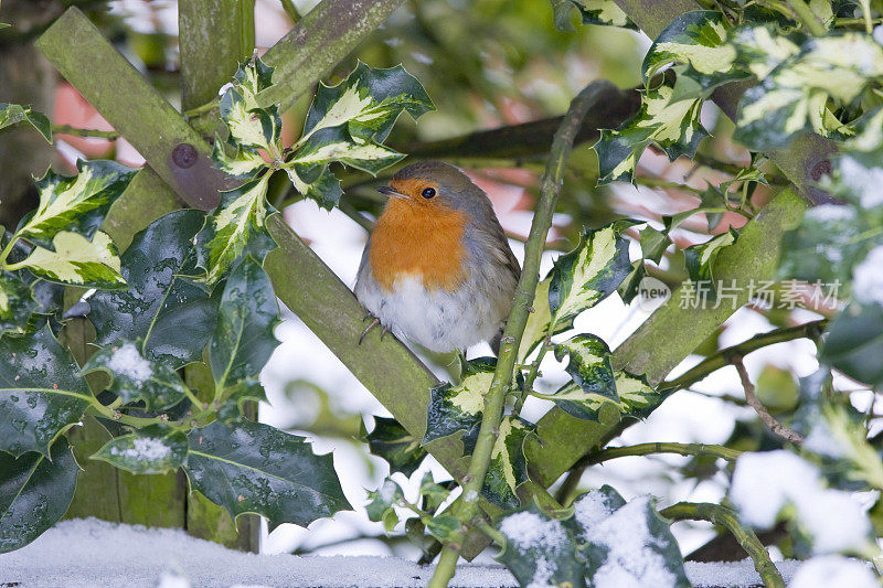 《Holly &amp;雪的场景